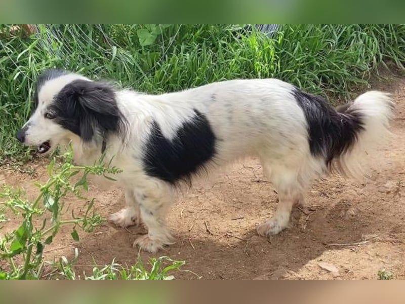 Sanfte kleine Yuki sucht einfühlsame Menschen