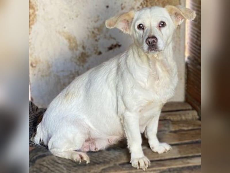 Liebe Milka sucht warmes Plätzchen