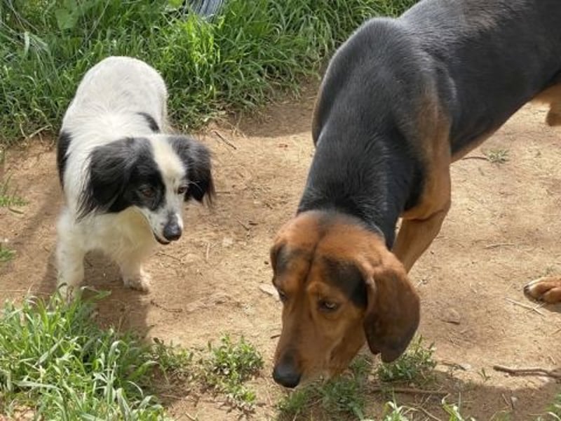 Sanfte kleine Yuki sucht einfühlsame Menschen