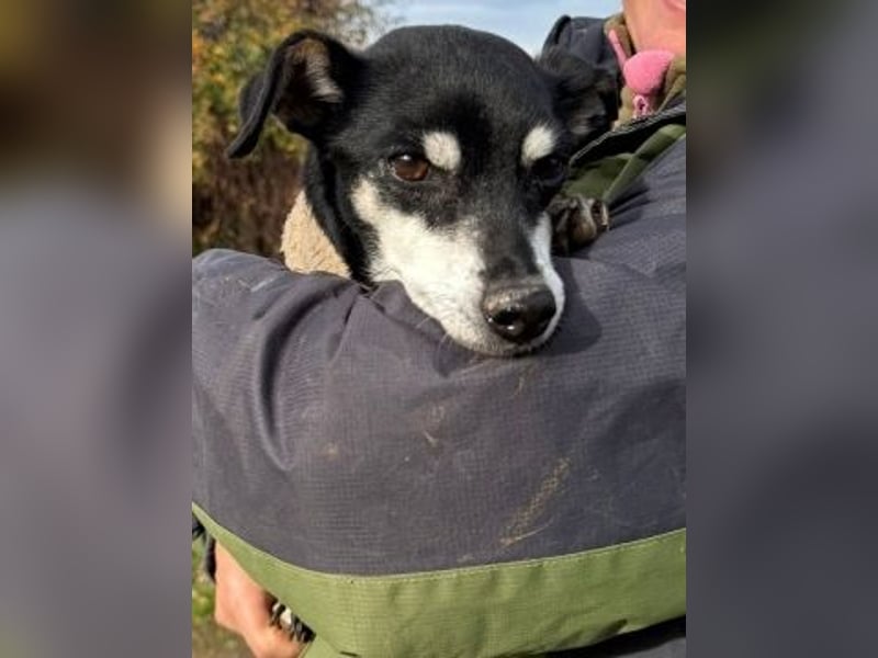 Cookie - Pinscher-Mix Ladie braucht dringend neues zu Hauses