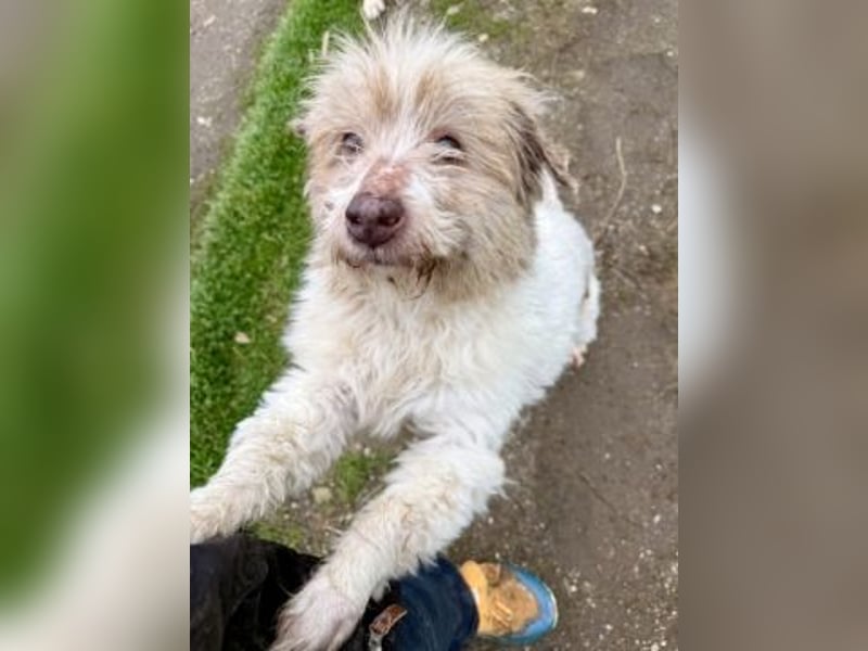 Herzenshund Roulis sucht Familienanschluss