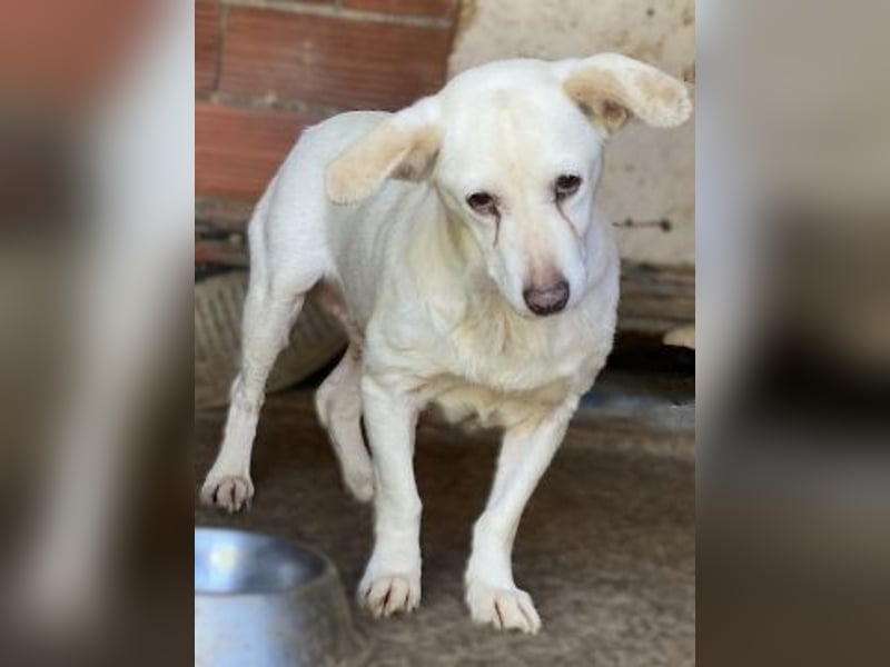 Liebe Milka sucht warmes Plätzchen