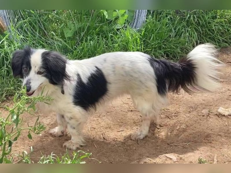 Sanfte kleine Yuki sucht einfühlsame Menschen