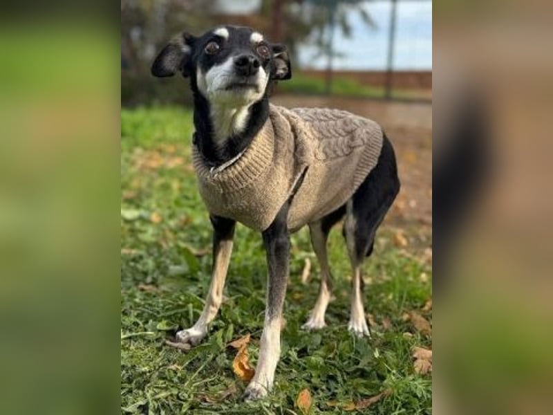 Cookie - Pinscher-Mix Ladie braucht dringend neues zu Hauses