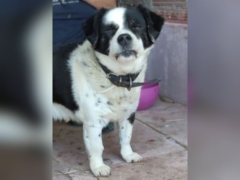 Kleiner Jack: Senior sucht Altersruheplatz