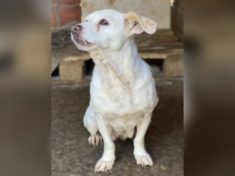 Liebenswerte Milka sucht Ruheplatz
