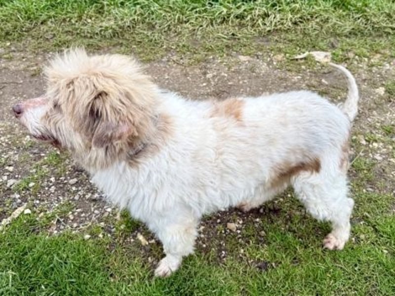 Herzenshund Roulis sucht Familienanschluss