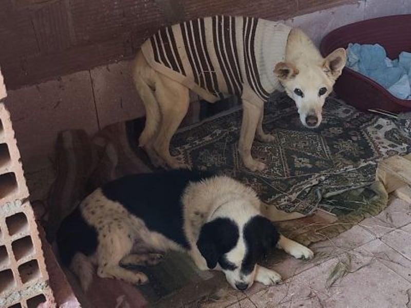 Kleiner Jack: Senior sucht Altersruheplatz