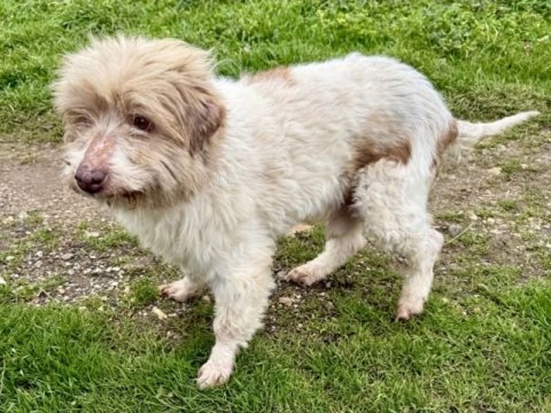 Herzenshund Roulis sucht Familienanschluss