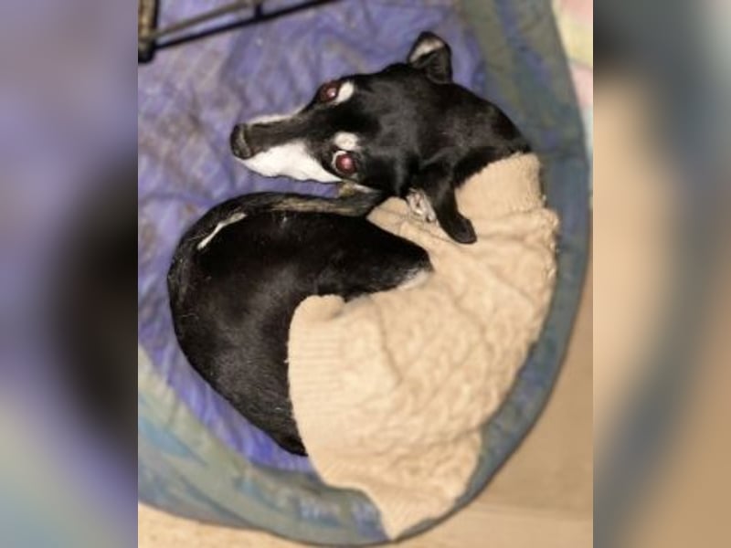 Cookie - Pinscher-Mix Ladie braucht dringend neues zu Hauses