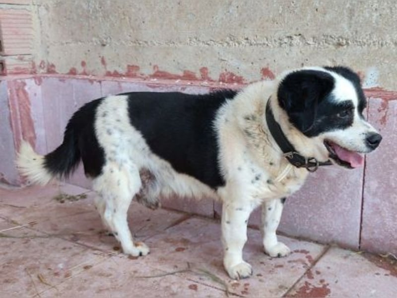 Kleiner Jack: Senior sucht Altersruheplatz