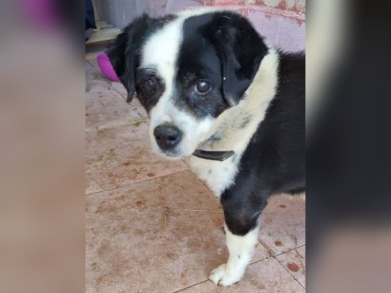 Kleiner Jack: Senior sucht Altersruheplatz