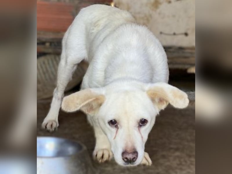 Liebe Milka sucht warmes Plätzchen