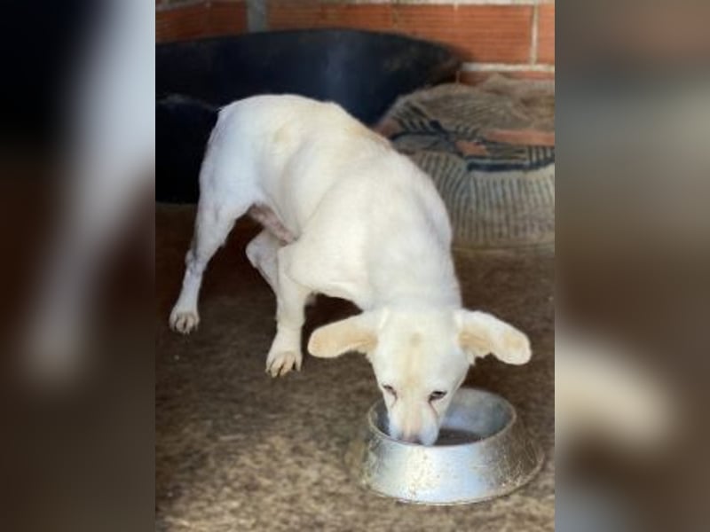 Liebe Milka sucht warmes Plätzchen