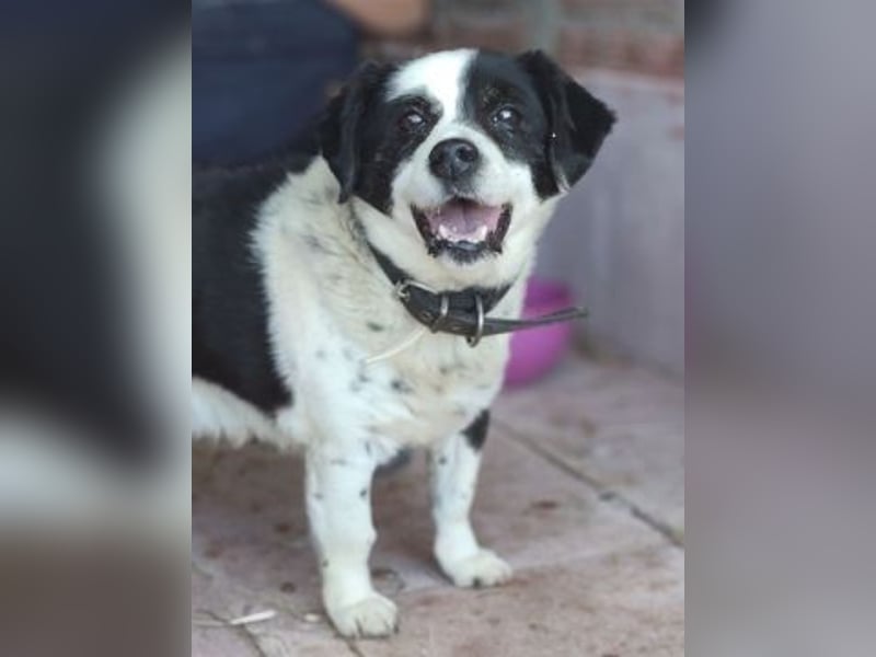 Kleiner Jack: Senior sucht Altersruheplatz