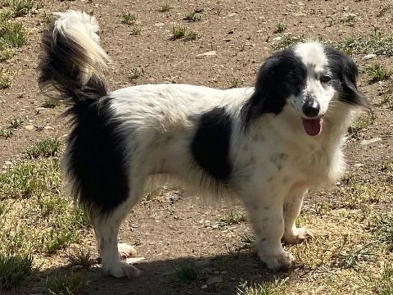 Sanfte kleine Yuki sucht einfühlsame Menschen