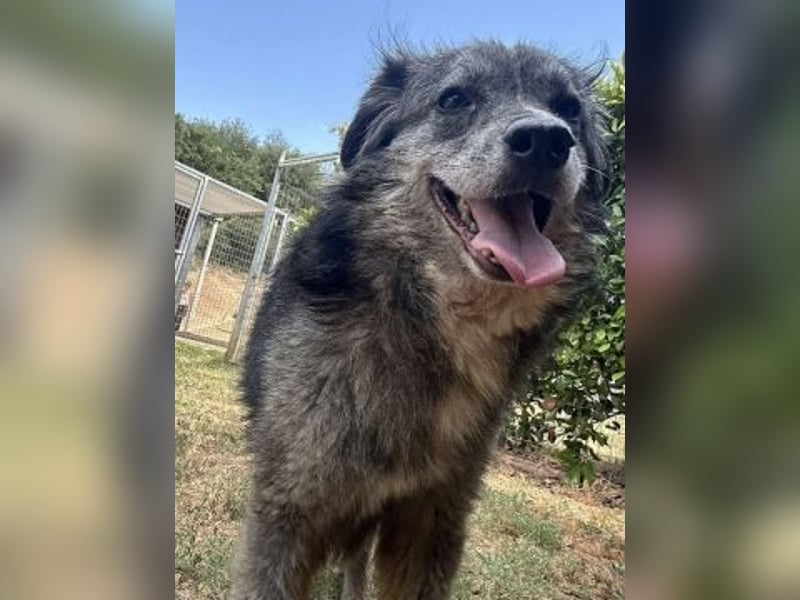 Mercury - lebensfroher Junghund sucht sein Zuhause