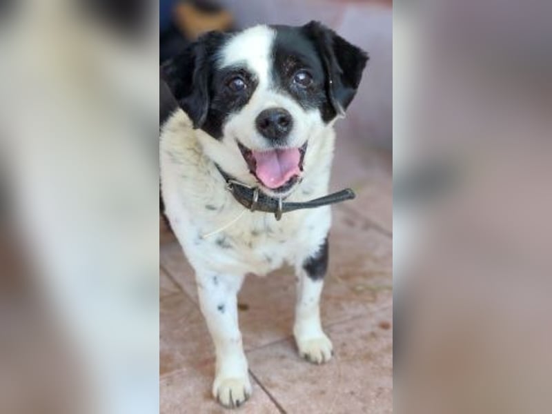 Kleiner Jack: Senior sucht Altersruheplatz