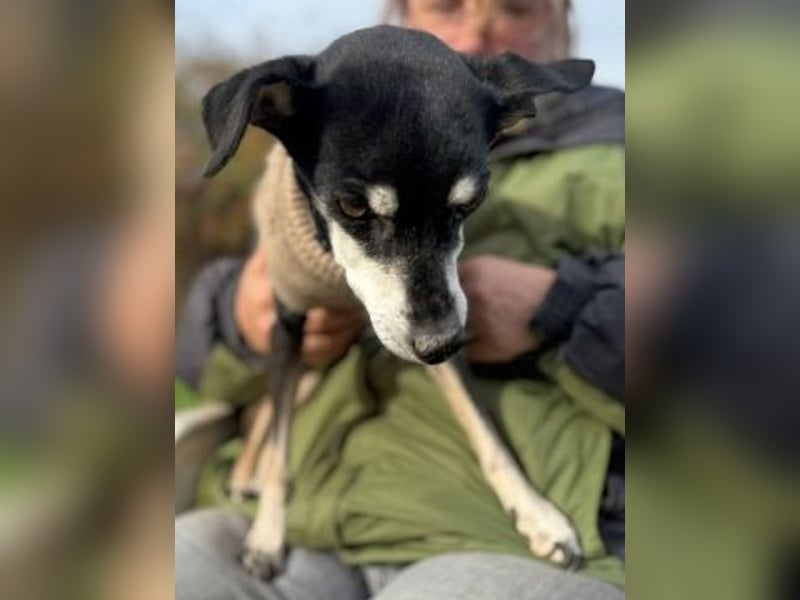 Cookie - Pinscher-Mix Ladie braucht dringend neues zu Hauses