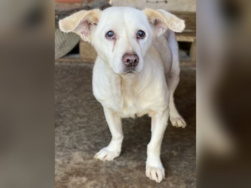 Liebe Milka sucht warmes Plätzchen