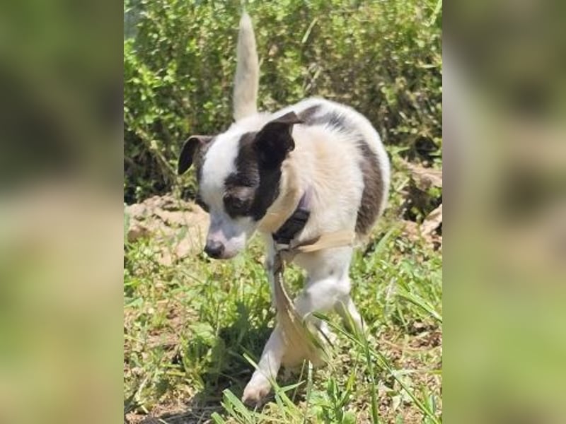 Vicky - kleine quirlige Lady sucht Anschluss