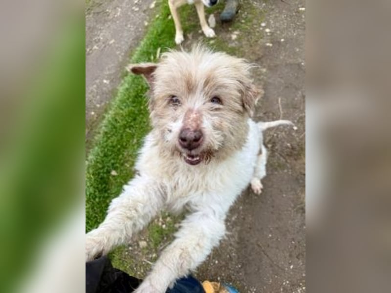 Herzenshund Roulis sucht Familienanschluss