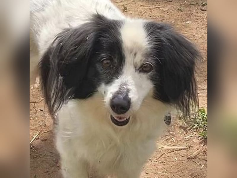 Sanfte kleine Yuki sucht einfühlsame Menschen