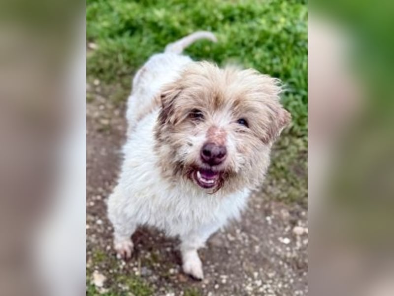 Herzenshund Roulis sucht Familienanschluss