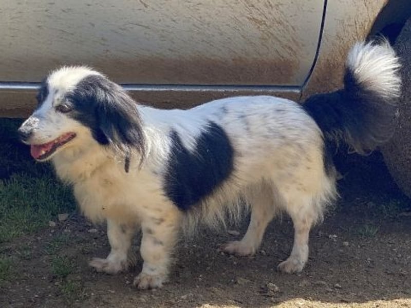 Sanfte kleine Yuki sucht einfühlsame Menschen