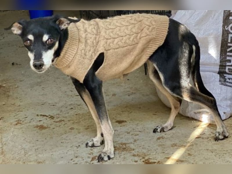 Cookie - Pinscher-Mix Ladie braucht dringend neues zu Hauses