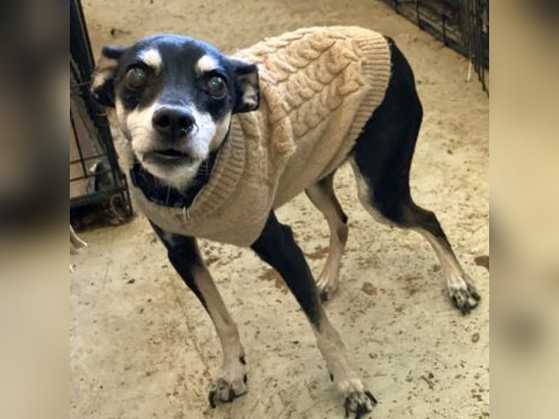 Cookie - Pinscher-Mix Ladie braucht dringend neues zu Hauses