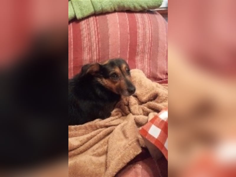 Klara - fröhliche, kleine Dame sucht Plätzchen auf dem Sofa