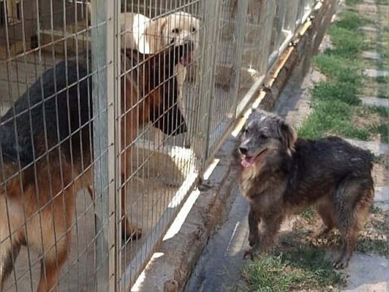 Mercury - lebensfroher Junghund sucht sein Zuhause