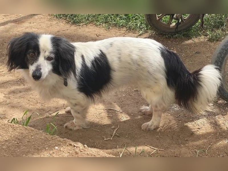 Sanfte kleine Yuki sucht einfühlsame Menschen