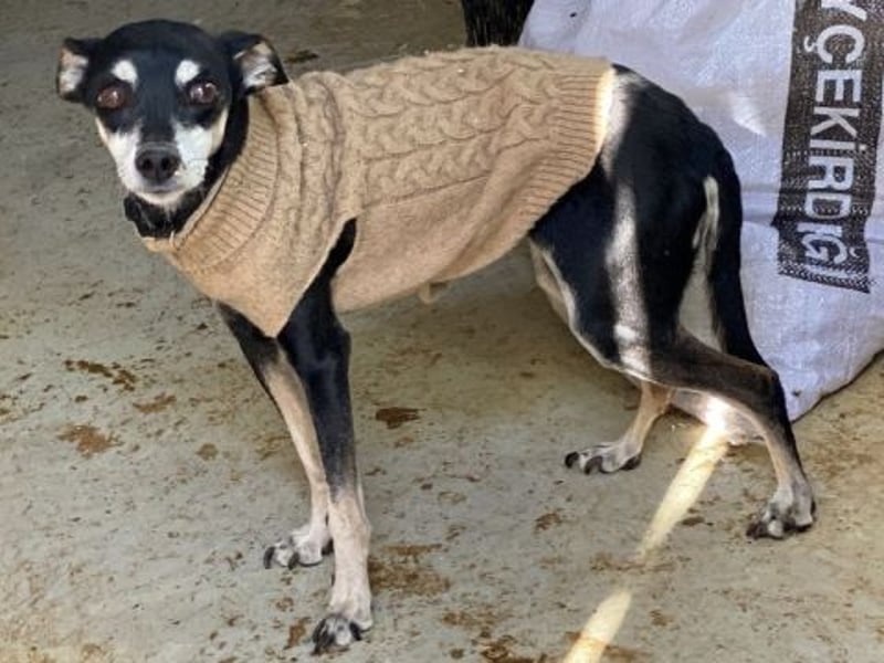 Cookie - Pinscher-Mix Ladie braucht dringend neues zu Hauses