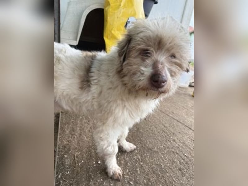 Herzenshund Roulis sucht Familienanschluss