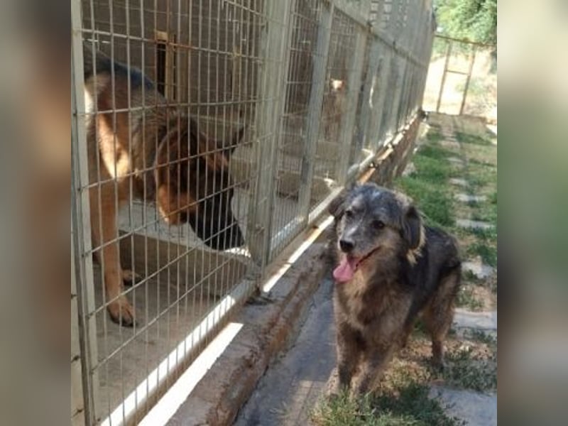 Mercury - lebensfroher Junghund sucht sein Zuhause