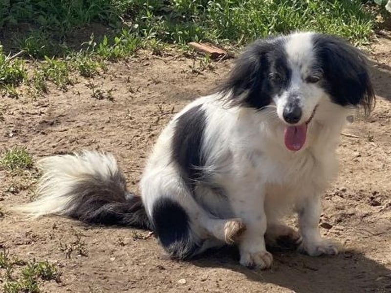 Sanfte kleine Yuki sucht einfühlsame Menschen