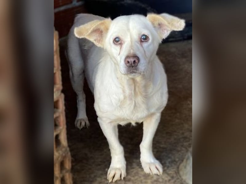 Liebe Milka sucht warmes Plätzchen