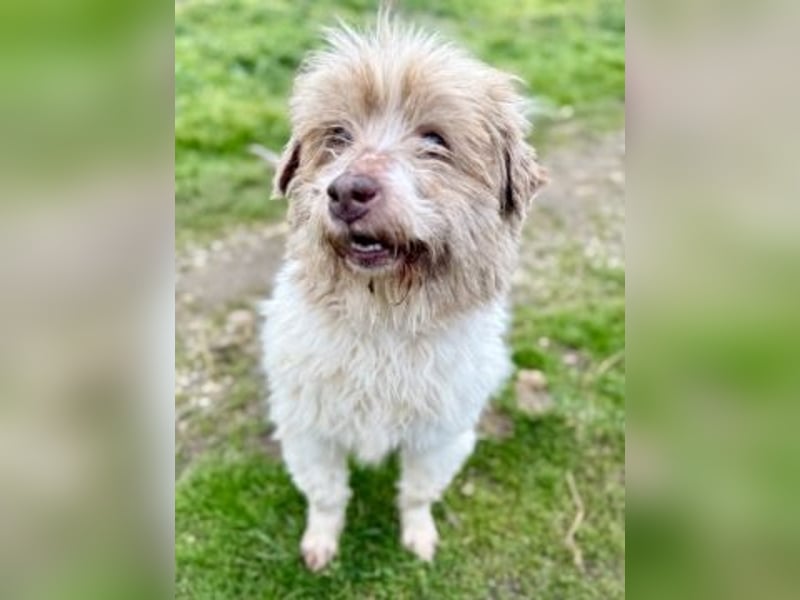 Herzenshund Roulis sucht Familienanschluss