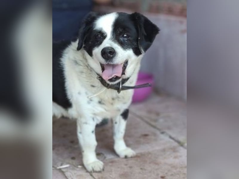 Kleiner Jack: Senior sucht Altersruheplatz