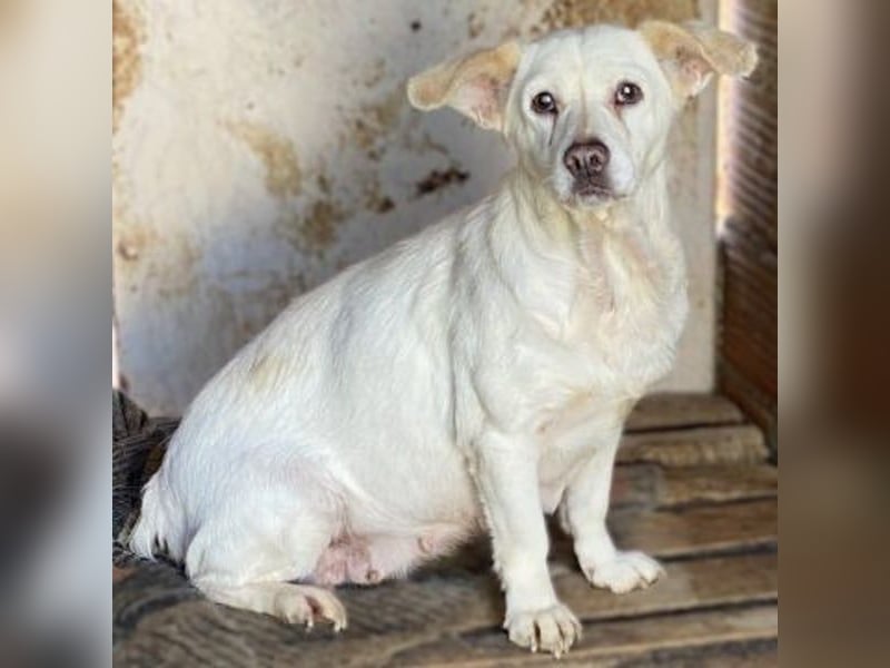 Liebenswerte Milka sucht Ruheplatz