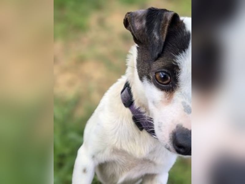 Vicky - kleine quirlige Lady sucht Anschluss