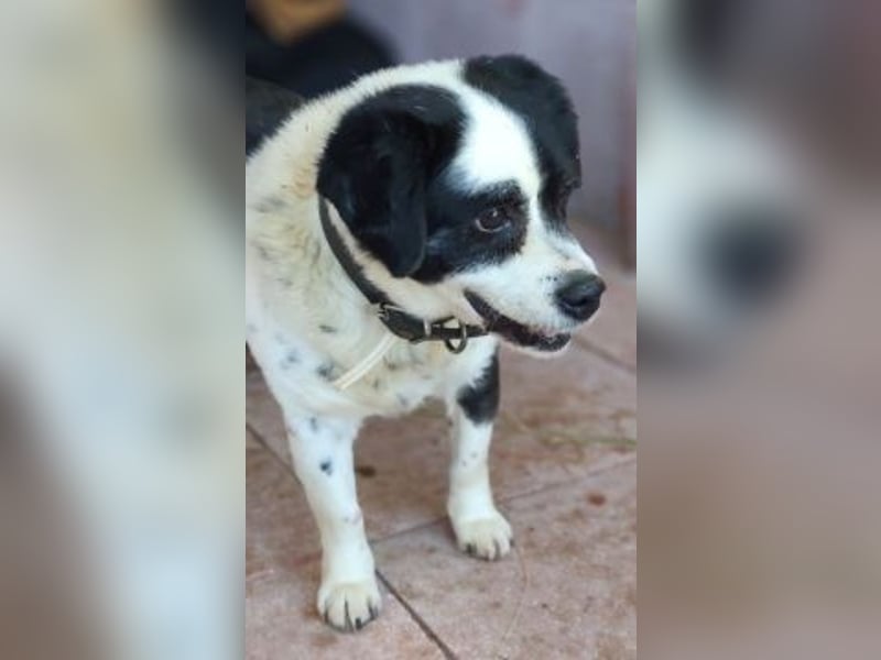 Kleiner Jack: Senior sucht Altersruheplatz