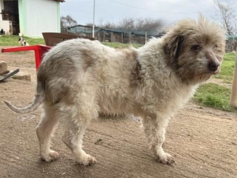 Herzenshund Roulis sucht Familienanschluss