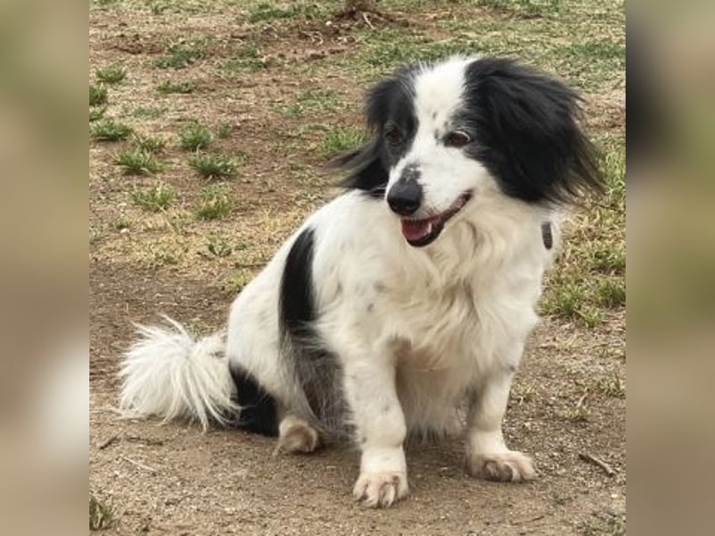 Sanfte kleine Yuki sucht einfühlsame Menschen