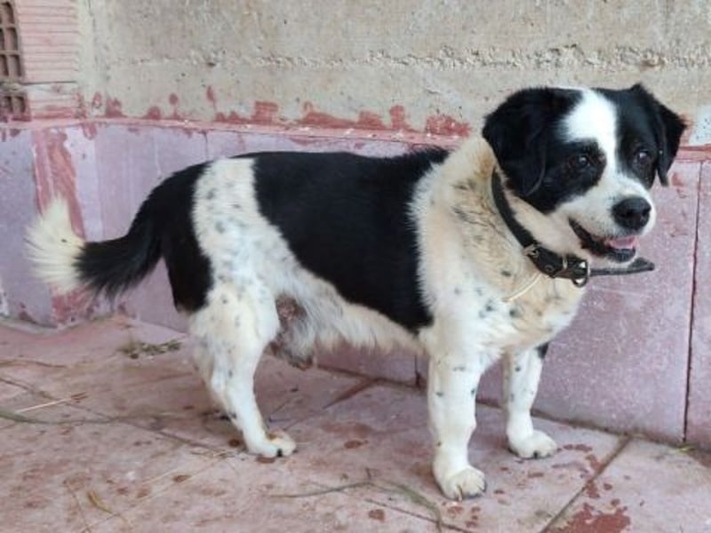 Kleiner Jack: Senior sucht Altersruheplatz