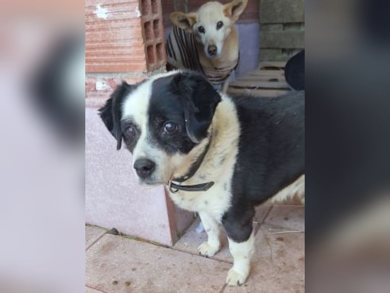 Kleiner Jack: Senior sucht Altersruheplatz