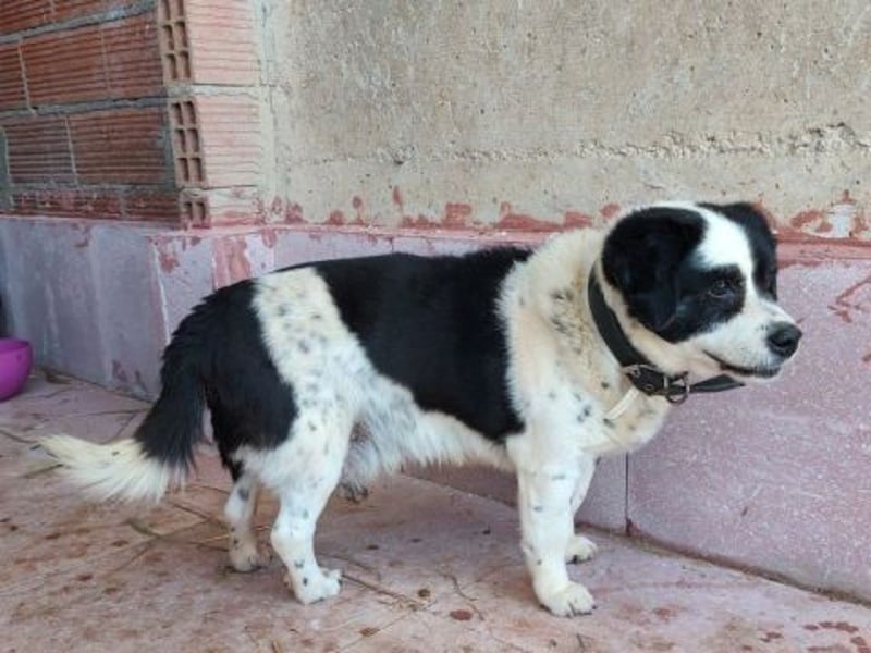 Kleiner Jack: Senior sucht Altersruheplatz