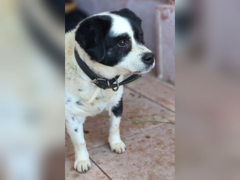 Kleiner Jack: Senior sucht Altersruheplatz